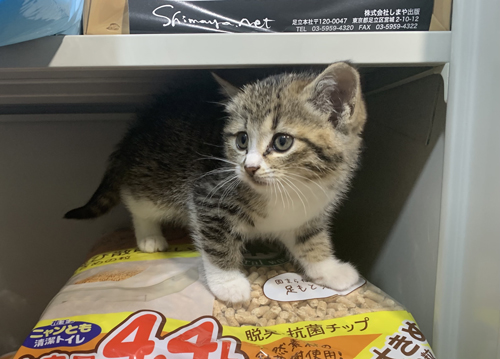 猫砂の上にいる子猫