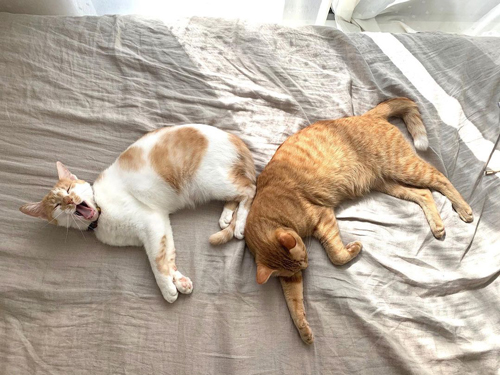 きなりくんとちくわくん