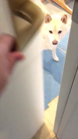 犬