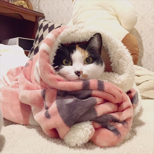 世界一役に立たない猫の飼い方テク