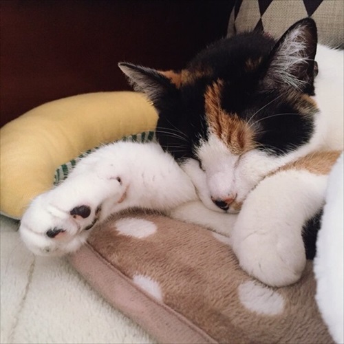 世界一役に立たない猫の飼い方テク