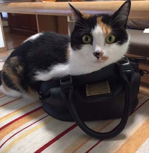 世界一役に立たない猫の飼い方テク