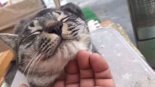 あごをなでられるコタローくん