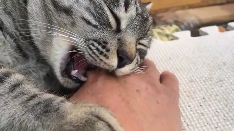 来たばかりのコタローくん