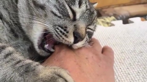 来たばかりのコタローくん