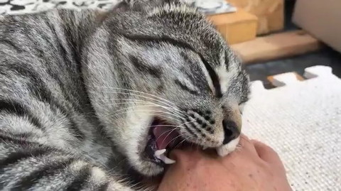 来たばかりのコタローくん