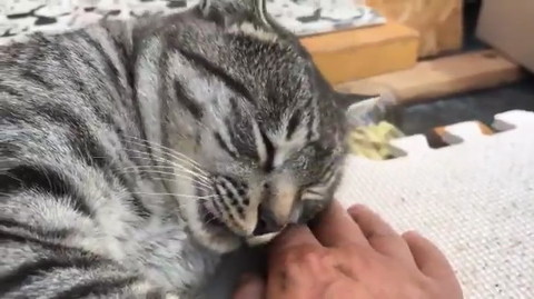 来たばかりのコタローくん