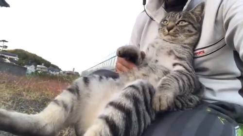 飼い主さんの膝に座るコタローくん