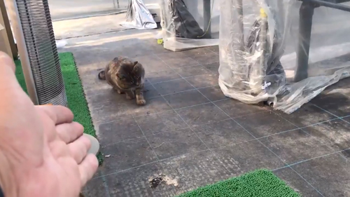 飼い主さんのおいで