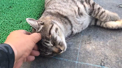 コタローくんなでなで