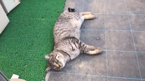 コタローくんに接近する飼い主さん