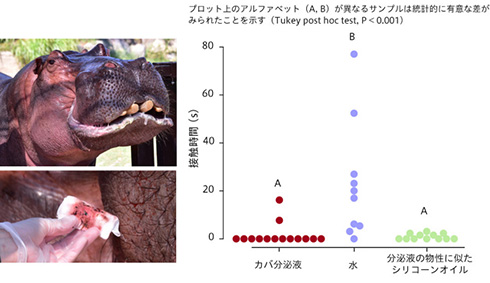 花王、肌表面を変えて蚊をよけられると発見　従来虫よけと違う方法で蚊に刺されることを防ぐ