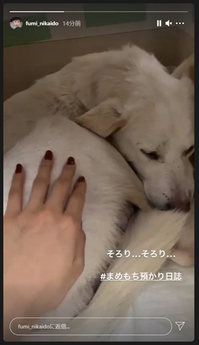 二階堂ふみ 保護犬 野犬 動物愛護 猫