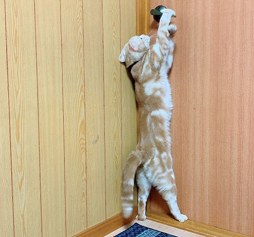 ペット手帳 ベストショット