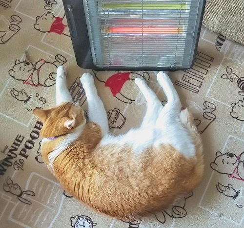 ペット手帳 ベストショット