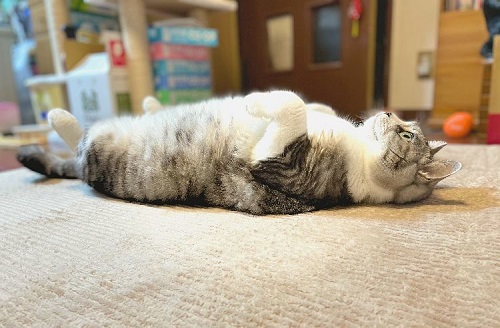 ペット手帳 ベストショット