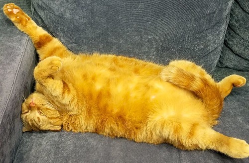 ペット手帳 ベストショット