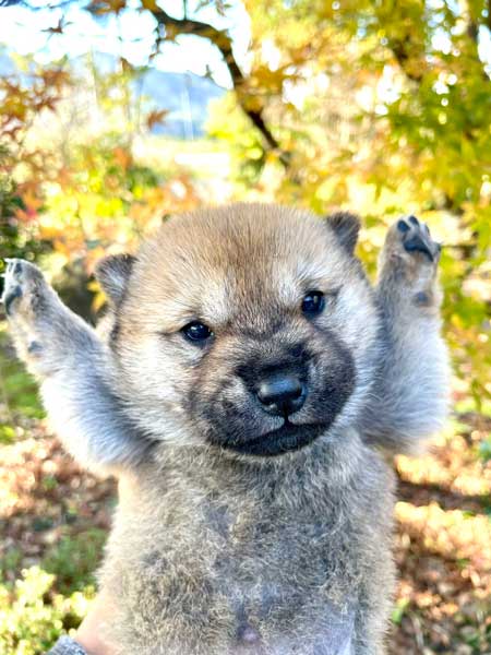 山陰柴犬 かわいい 歯 噛みたい モコモコ 子犬