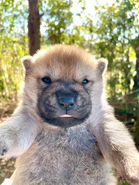 山陰柴犬 かわいい 歯 噛みたい モコモコ 子犬