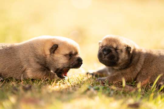 山陰柴犬 かわいい 歯 噛みたい モコモコ 子犬