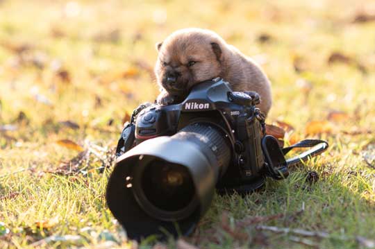 山陰柴犬 かわいい 歯 噛みたい モコモコ 子犬