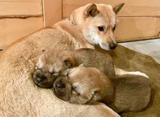 山陰柴犬 かわいい 歯 噛みたい モコモコ 子犬