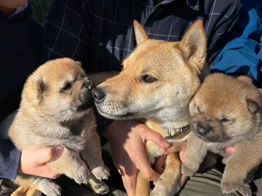 山陰柴犬 かわいい 歯 噛みたい モコモコ 子犬
