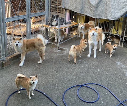懐かれる大門くん