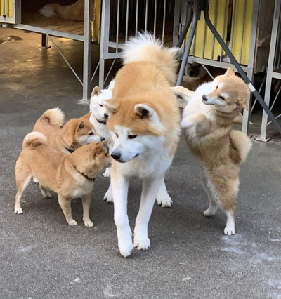 わんこ