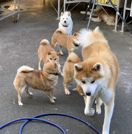懐かれる大門くん