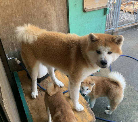 懐かれる大門くん