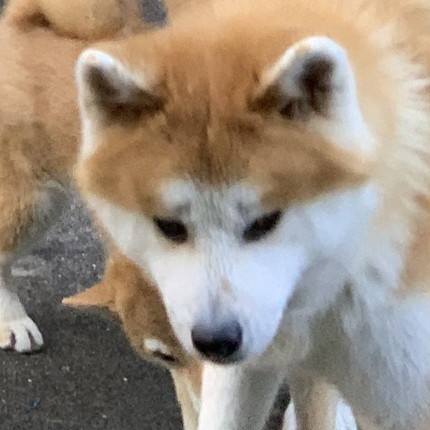 懐かれる大門くん