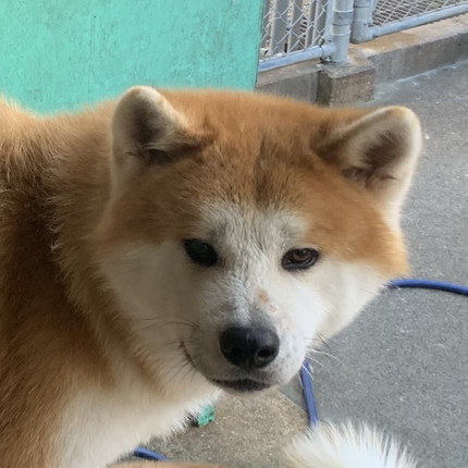 懐かれる大門くん