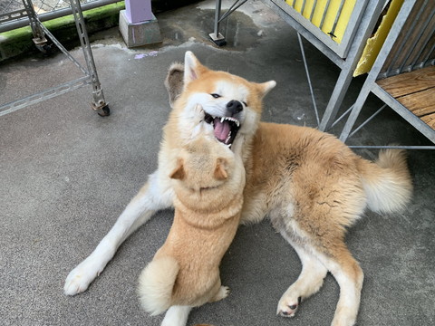 懐かれる大門くん