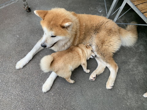 懐かれる大門くん