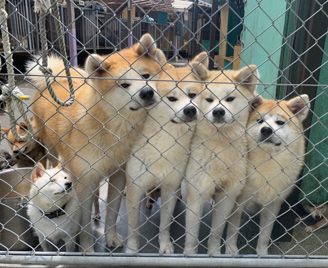 いろんなわんこたち