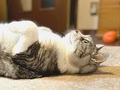 【ベストショット】面白いポーズの猫ちゃんたち 2020年12月号