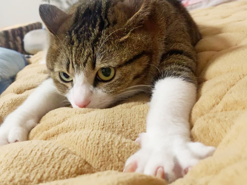 suzumechan