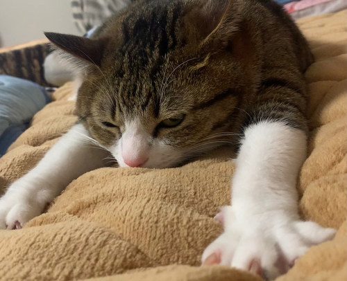 suzumechan