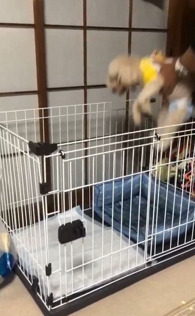 即脱走するワンちゃん