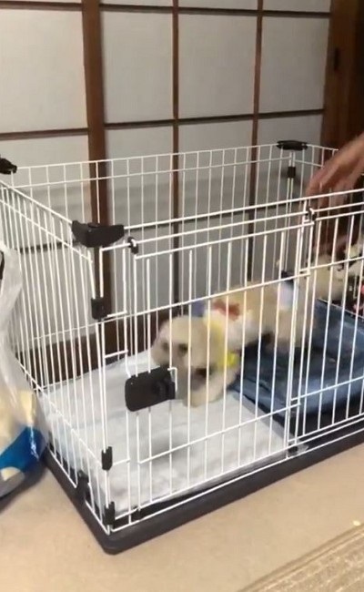 即脱走するワンちゃん