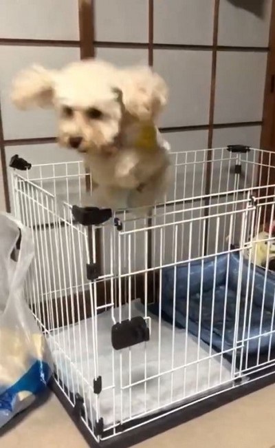 即脱走するワンちゃん