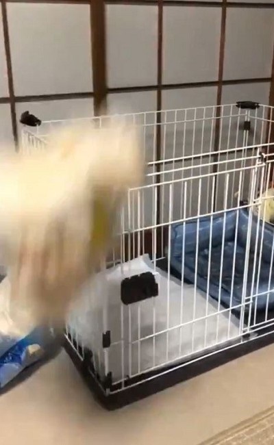 即脱走するワンちゃん