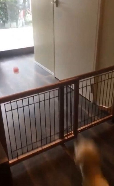 即脱走するワンちゃん