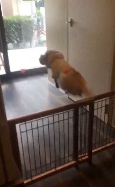 即脱走するワンちゃん