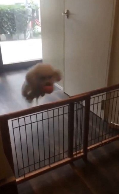 即脱走するワンちゃん