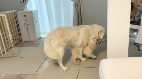 むうさんとめるくんの遊び
