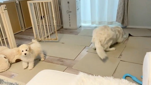 むうさんとめるくんの遊び