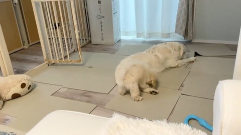 むうさんとめるくんの遊び