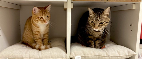 殿くんと小判ちゃん